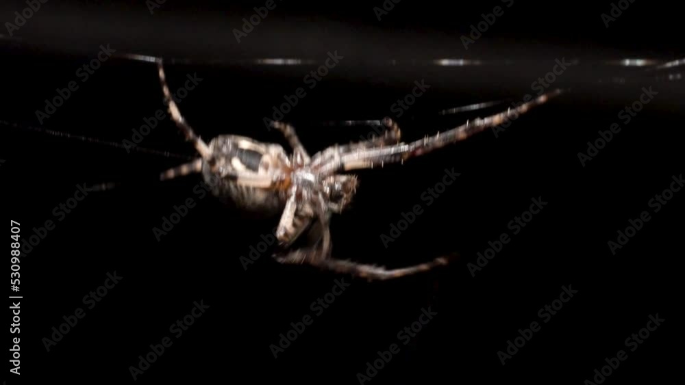 Poster a large orb spider is crawling upside down in its sticky web in the dark