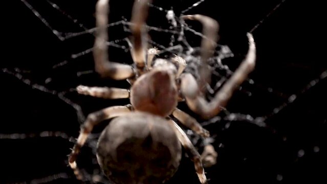 A spider crawls up the web to catch a tiny insect before eating it.