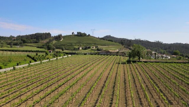 Mid Day in a vineyard in the north of Portugal