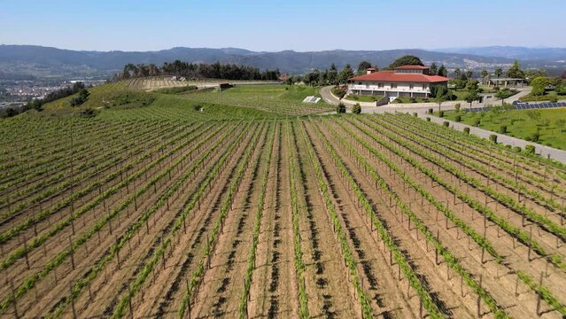 Day time in a Wine valley in North of Portugal