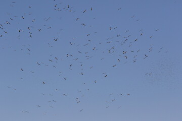 Storks are gathering for migration in autumn