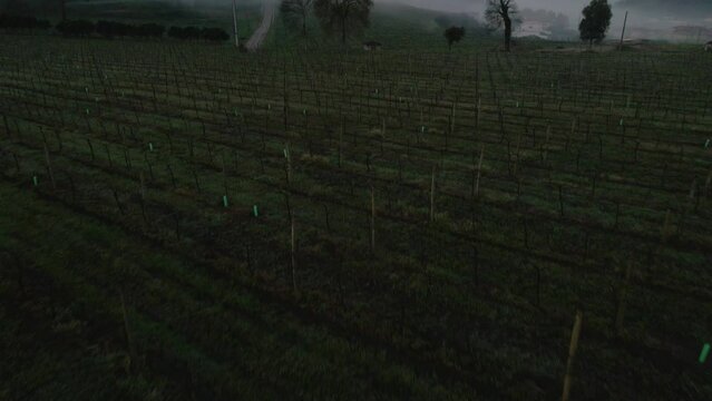 Sunrise in a vineyard in the north of Portugal
