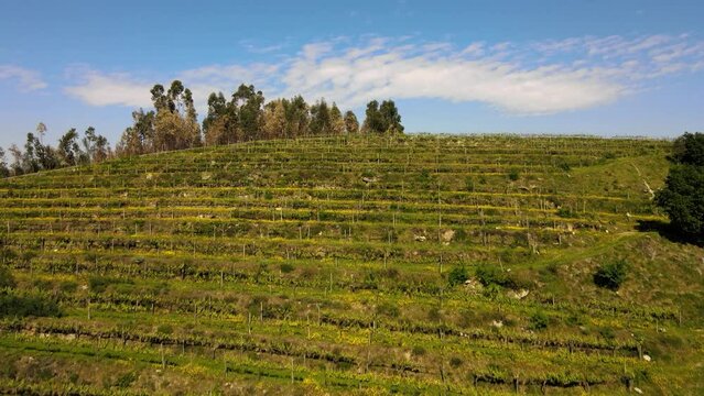 Day time in a Wine valley in Douro