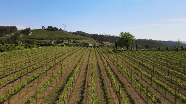 Day time in a vineyard cloesed shot