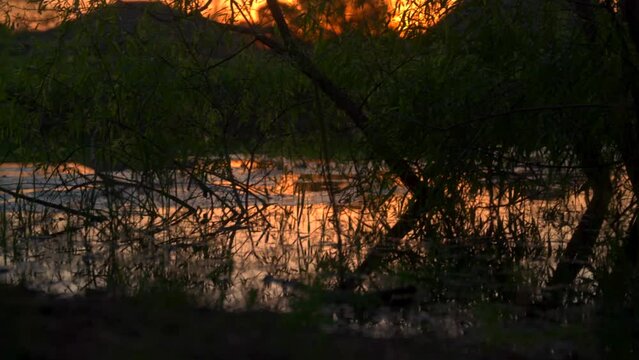 A dramatic sunset over a Florida swamp