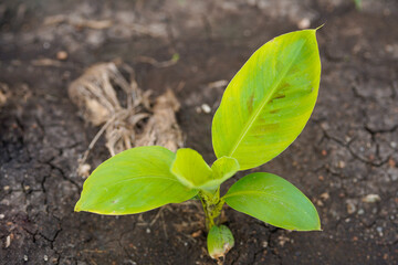 Banana tree plantation at field.