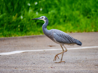 Grey Heron On Path