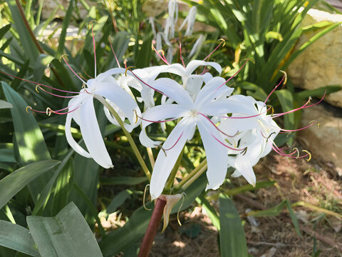 White cape lily,, crinum lily, with dark background. Crinum asiaticum, Giant Crinum Lily Spider Lily