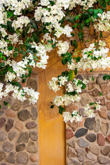 Branches with white bougainvillea on the background of a stone wall.