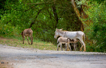Fototapeta premium Donkey grazing on a green meadow. Herd of donkeys in the pasture, hardy animals in agriculture. Livestock in the mountains.