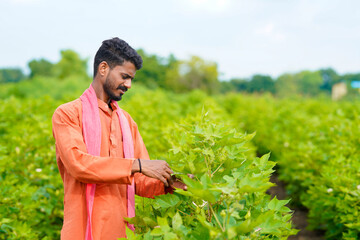 Indian farmer checking cotton plant at agriculture field.