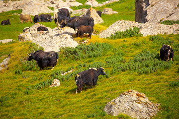 A herd of yaks graze in the mountains. Himalayan big yak in a beautiful landscape. Hairy cow cattle wild animal in nature in Tibet. Sunny summer day in the wild. Farm animal in Nepal and Tibet.