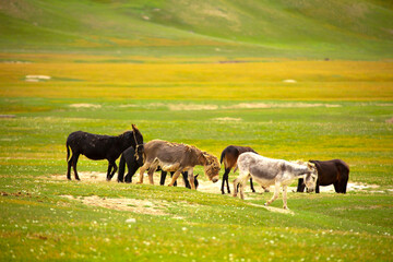 Donkey grazing on a green meadow. Herd of donkeys in the pasture, hardy animals in agriculture. Livestock in the mountains.