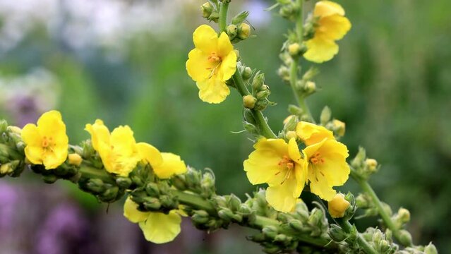 yellow flower in the garden
