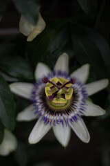 Passiflora caerulea
