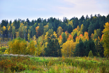 Forest autumn landscape. Colorful colored trees. Multi-colored autumn colors of leaves. White flowers are still blooming in the clearing.