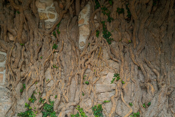 Wood background or texture . abstract texture. texture of wood or stone