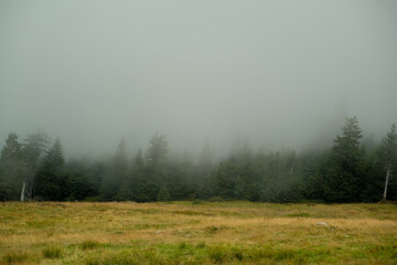 Plakat trees grow on a stone mountain. fog in the mountains .rock with trees .fog in the forest.
