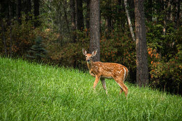 Young Deer Fawn in a Grassy Meadow in North America