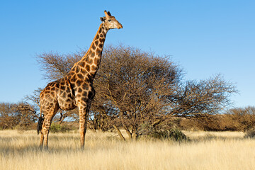 A giraffe (Giraffa camelopardalis) in natural habitat, Mokala National Park, South Africa.