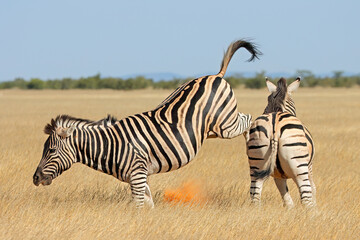 Fototapeta na wymiar Two plains zebra stallions (Equus burchelli) fighting and kicking, Etosha National Park, Namibia.