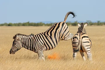 Fotobehang Twee vlaktes zebra hengsten (Equus burchelli) vechten en schoppen, Etosha National Park, Namibië. © EcoView