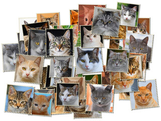Collage with cats on a white background.