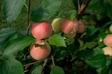 ripe apples on a columnar apple tree