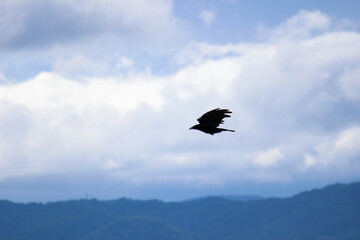 Fototapeta na wymiar 田舎の空を颯爽と飛行する鳥 