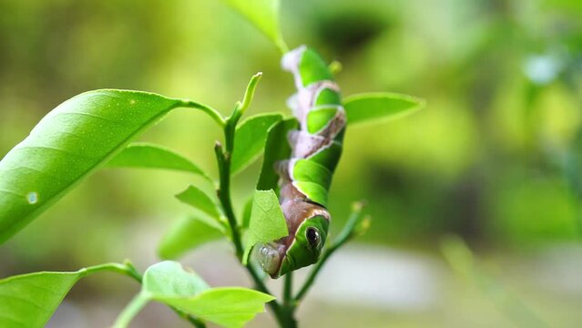 蜜柑の葉をモリモリ食べるクロアゲハの幼虫