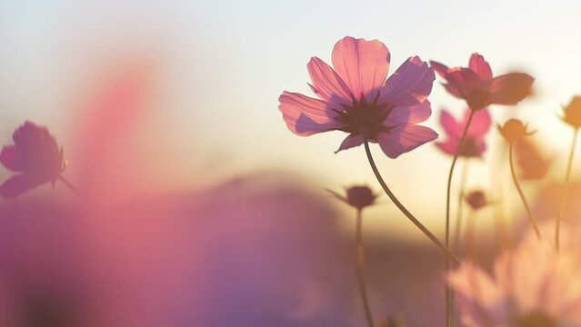 Pink cosmos flowers swaying in wind in sunny day. Copy space, isolated, close-up

