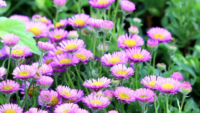 flower erigeron glaucus in bloom
