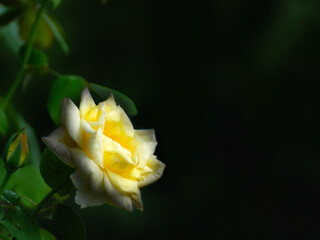 Slightly blurred yellow rose flower on its branch, on a fuzzy background, for artistic wallpaper or background