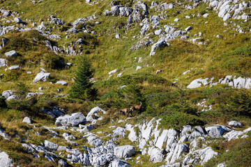 chamois mother with fawn (Rupicapra rupicapra) in Naturpark Diemtigtal in Berner Oberland
