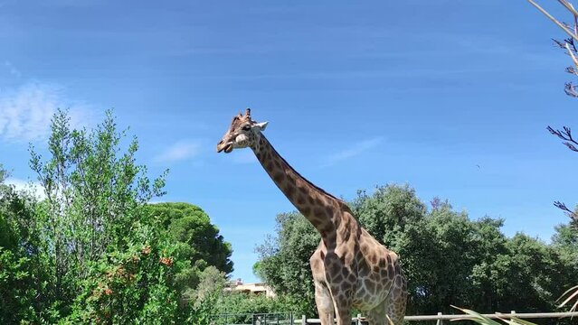 girafe dans un parc animalier