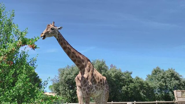 girafe dans un parc animalier