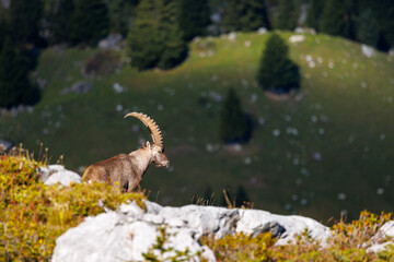 male ibex (Capra ibex) in Naturpark Diemtigtal in Berner Oberland