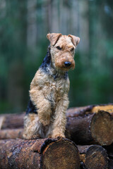 Female, Welsh Terrier hunting dog is posing on a pile of logs in the forest.