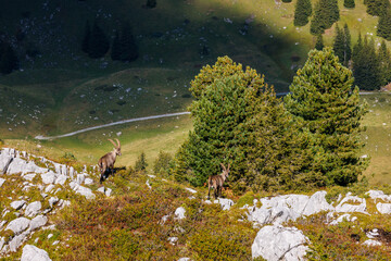 two male ibexes (Capra ibex) in Naturpark Diemtigtal in Berner Oberland
