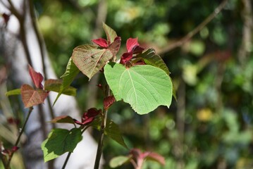 Japanese mallotus tree. Euphorbiaceae deciduous tree.
The young leaves in spring are bright red, spikes of flowers bloom in early summer, and the fruits ripen to form black seeds in autumn.