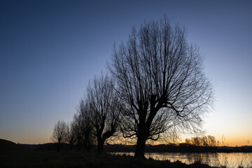 Silhouette trees along Clutha river at sunset, Balclutha, South Otago.