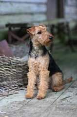 Portrait of a cute female Welsh Terrier hunting dog, posing sitting down in a vintage barn and looking towards the camera.	