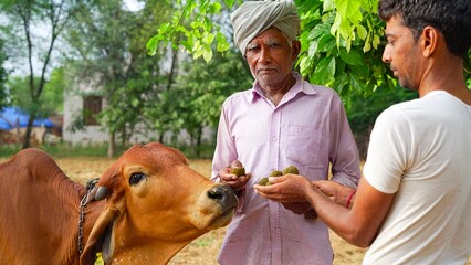 Indian farmer feeding ayurvedic medicine to his cow to prevent lumpy skin disease.