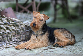 Portrait of a cute female Welsh Terrier hunting dog, posing lying down in a vintage barn and looking towards the camera.	