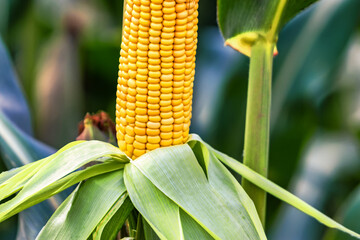 Cobs of juicy ripe corn in the field close-up. The most important agricultural crop in the world. Corn harvesting. Growing food. A bountiful harvest.