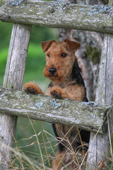 Welsh Terrier hunting dog looking through a wodden ladder on a outdoor hunt. 