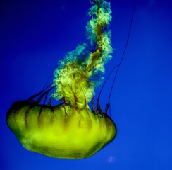 Closeup of a jellyfish swimming underwater with a dark background © Patrick-wacki/Wirestock Creators