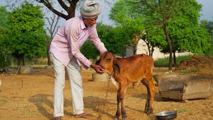 Indian farmer feeding medicine to his domestic animal at outdoor. Precaution of lumpy or lampi skin disease.