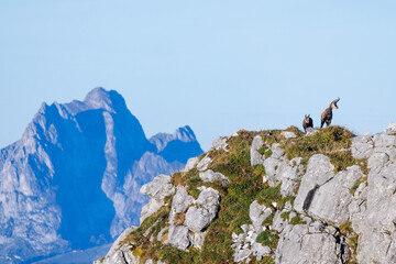 chamois mother with fawn (Rupicapra rupicapra) on a peak in Naturpark Diemtigtal in Berner Oberland