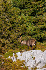 male ibex (Capra ibex) in Naturpark Diemtigtal in Berner Oberland